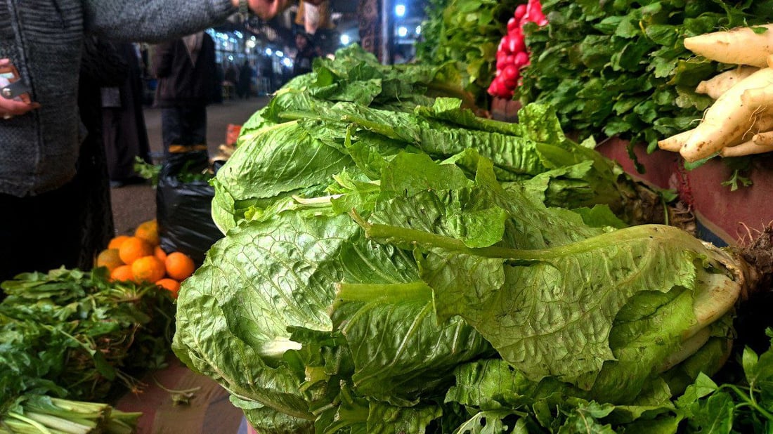 “الدولار بريء”.. الضباب أنعش زراعة الخس في “الفرات” لكن سعره ارتفع 3 أضعاف