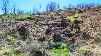 له‌ پێنجوێن رووبەرێکی فراوانی دارستان لەناو بران