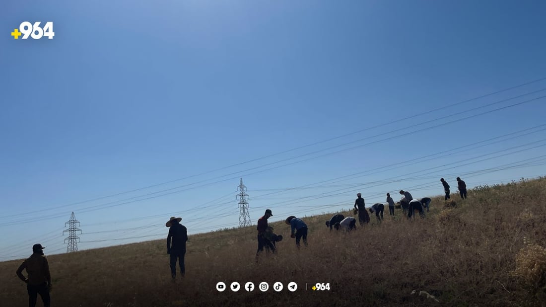 ئاکرێ.. 2985 دۆنم چاندراوە و چاوەڕوانی 597 تۆن نۆک دەکەن