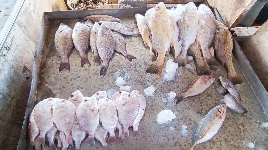 صور من مرسى النقعة.. أسعار السمك في مزاد الفاو لهذا اليوم