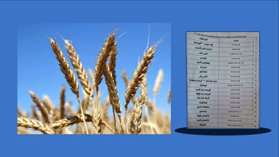 تۆمارکردنی ناوی جوتیارانی تەقتەق بۆ وەرزی نوێی بەبازاڕکردنی گەنم دەستپێدەکات