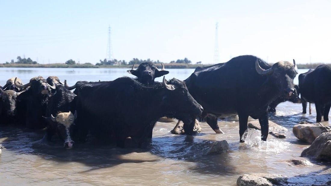 كل جاموسة تلتهم 15 كغم يومياً.. الجفاف انتهى والأعلاف بقيت غالية في الكوت