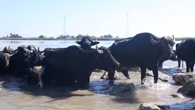 كل جاموسة تلتهم 15 كغم يومياً.. الجفاف انتهى والأعلاف بقيت غالية في الكوت