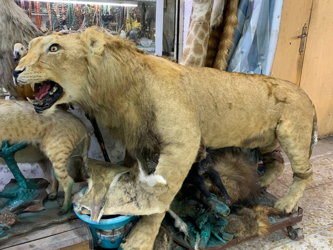 أسد ودب قطبي وأرخصها الهدهد.. الكربلائي تعلم التحنيط واشتهر في كّل العراق (صور)