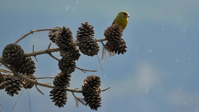 Migratory birds arrive in Kurdistan