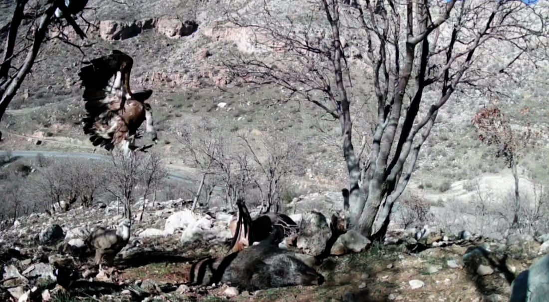 بنارى به‌مۆ ... وێنه‌: سۆران ئه‌حمه‌د