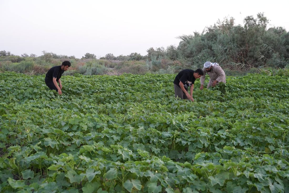 فيديو: لديكم باميا حتى رأس السنة.. بساتين البصرة بدأت مع نجم سهيل