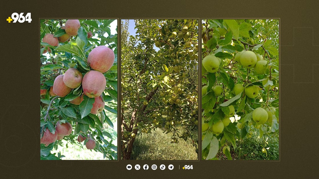 سێوە تامدارەکانی بەرواری باڵا لە فێستیڤاڵێک نمایش دەکرێن