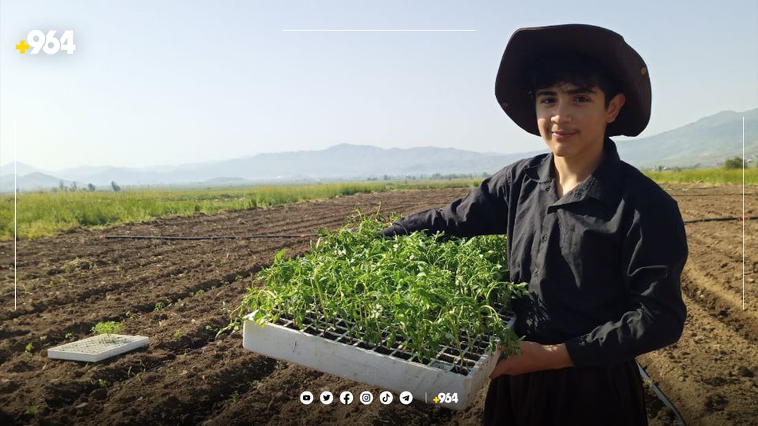 پێنجوێنییەکان ئەمساڵ زیاتر تەماتەیان چاندووە