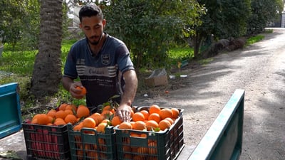 شاهد جمال البرتقال العراقي في الصويرة.. الأشجار “تجاوب” والسوق “يخالف”