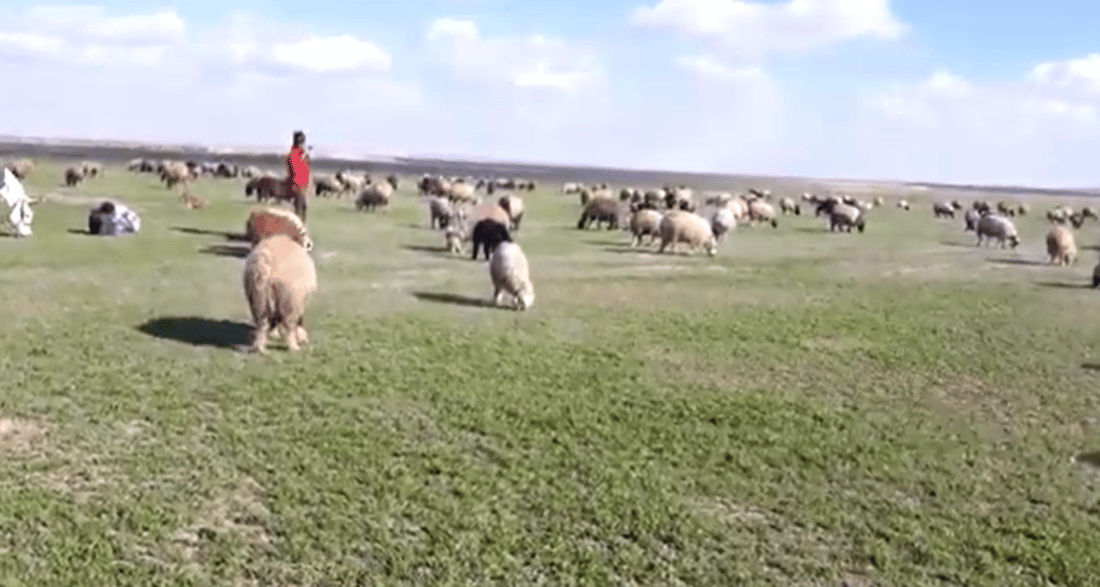 إطلاق نار في النخيب وسقوط 8 رعاة أغنام بعد نزاع على أرض معشبة