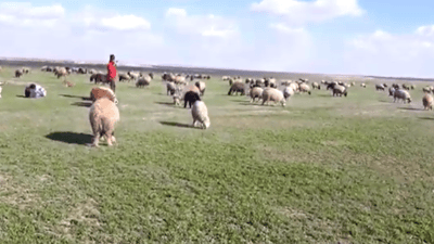 إطلاق نار في النخيب وسقوط 8 رعاة أغنام بعد نزاع على أرض معشبة