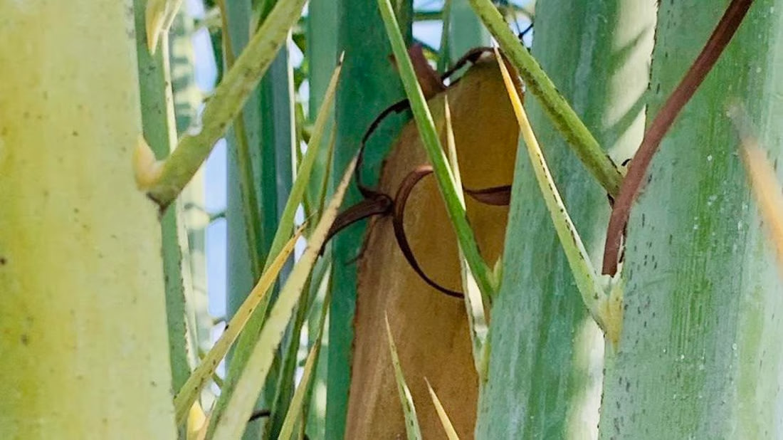 Early blossoms in Basra palms raise hopes for fruitful season, water supply remains key