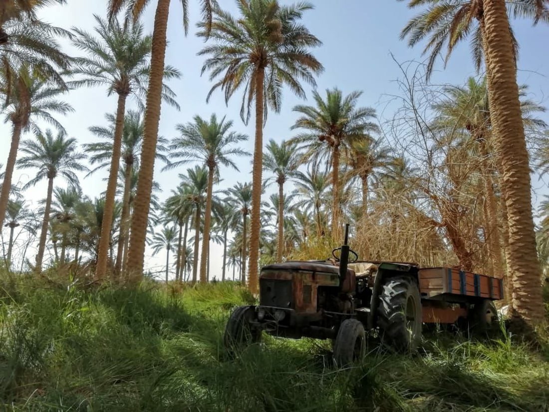 صور: عواصف 2022 خفضت إنتاج تمور البغدادي إلى النصف