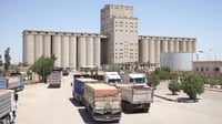 مراحل فحص العينات.. سايلو البصرة لا يتوقف عن شراء الحنط