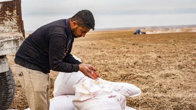 “بارانی ئێستا زیانی بۆ جوتیاران هەیە”