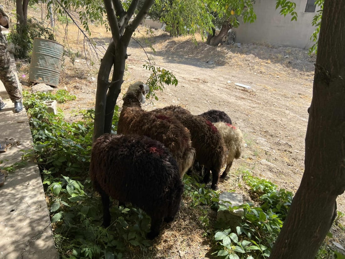 پیكابێكی پڕ لە مەڕی دزراو دەستی بەسەردا گیراو خاوەنەكەشی بۆی دەرچوو