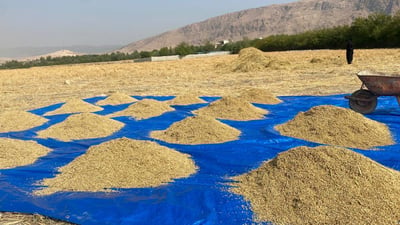 برنجى باتاس گۆڵى خۆى کرد
