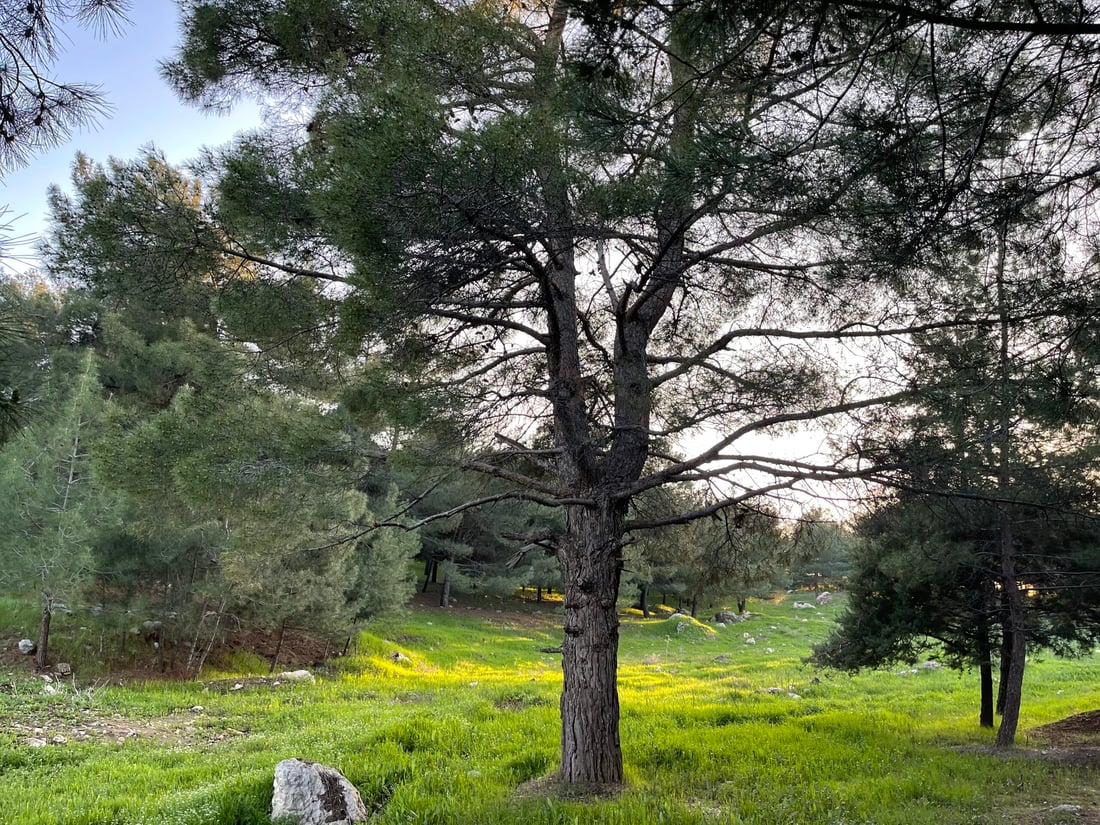 صور: أكبر شجرة في غابة طاسلوجة امتصت 945 كغم من CO2