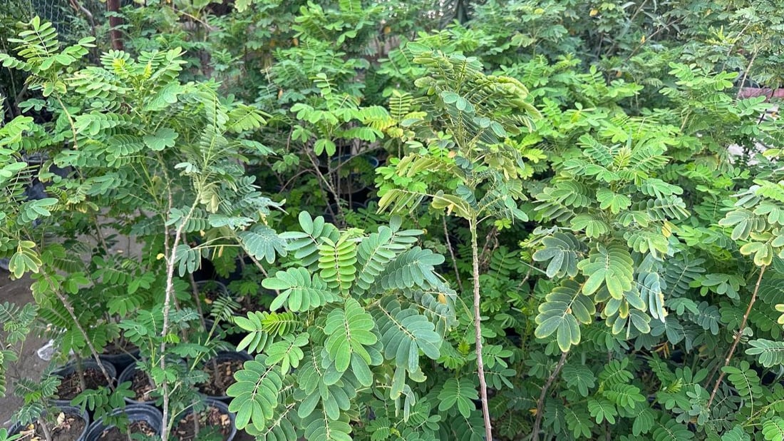 أوكسجين وخضرة دائمة.. سمعة “السبحبح” تزيح “الكاربس” السيء عن شوارع الكوت (صور)