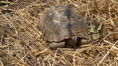 کەمئاوى و وشکبوونى سەرچاوەکانى ئاو؛ کیسەڵەکانى راگواستووە