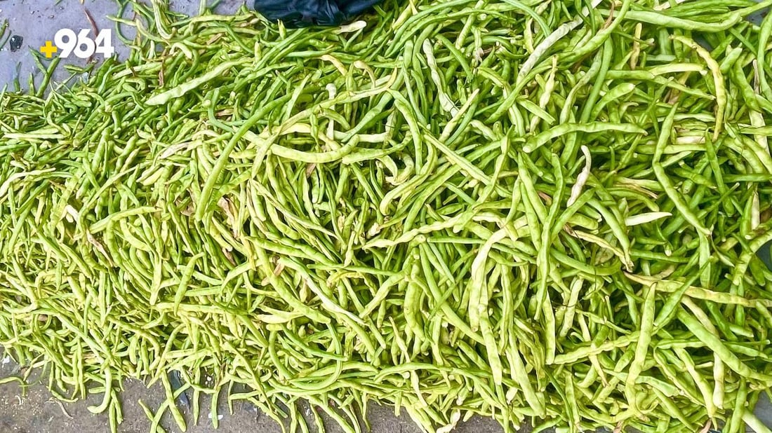 صور: وصول “التوحة” من بساتين شمال البصرة.. تنافس لوبياء سامراء لكن لشهر واحد