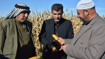 ازرعوا حقولكم بالذرة الصفراء فهي مربحة وتفيد التربة.. نصائح إلى مزارعي تلعفر