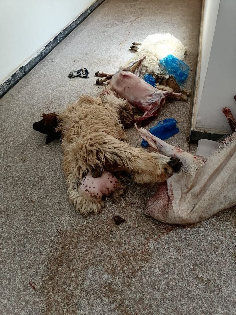 صور: اعتقال 3 جزارين ومصادرة ذبائح غير صالحة في سوق الشيوخ