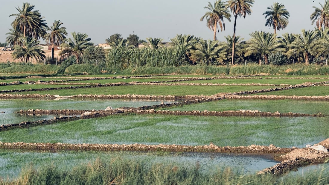 رائحة العنبر ستعود إلى مطابخكم.. أرقام وتوقعات أكبر موسم رز منذ سنين