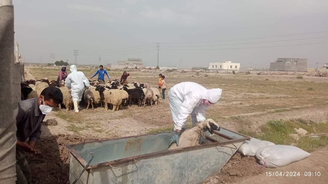مرض صامت قد لا تشعرون به.. بابل تحذر من اللحوم في الأماكن غير المجازة