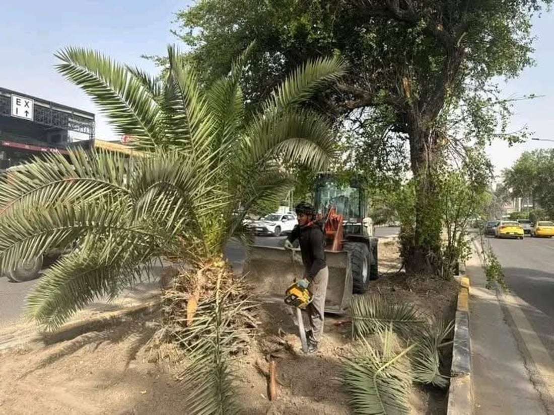 بلدية المنصور عن قلع أشجار شارع اليرموك: مريضة ونخشى سقوطها على المواطنين