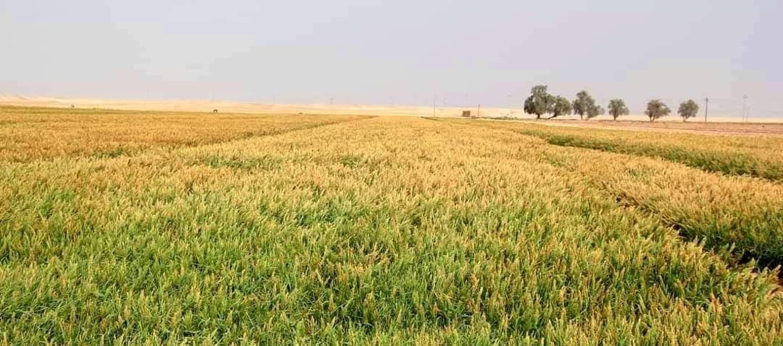 من أجمل صور السماوة.. لقد نجحوا بزراعة الذرة في الصحراء باستخدام الليزر