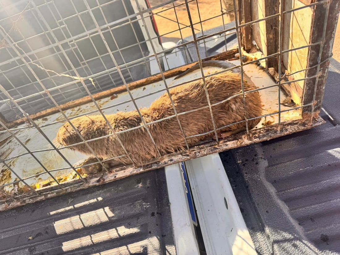 لە گوندێکی بەردەڕەش “سەگێکی ئاوی” گواسترایەوە