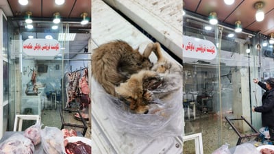 باوکی حکمەت گۆشتی رێوی دەرخواردی هاوڵاتیان دا؛ داخرا