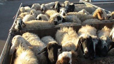 لە سنوورەکانی قەڵادزێ و سەردەشت 160 سەر ئاژەڵی قاچاخ دەستیان بەسەرداگیرا