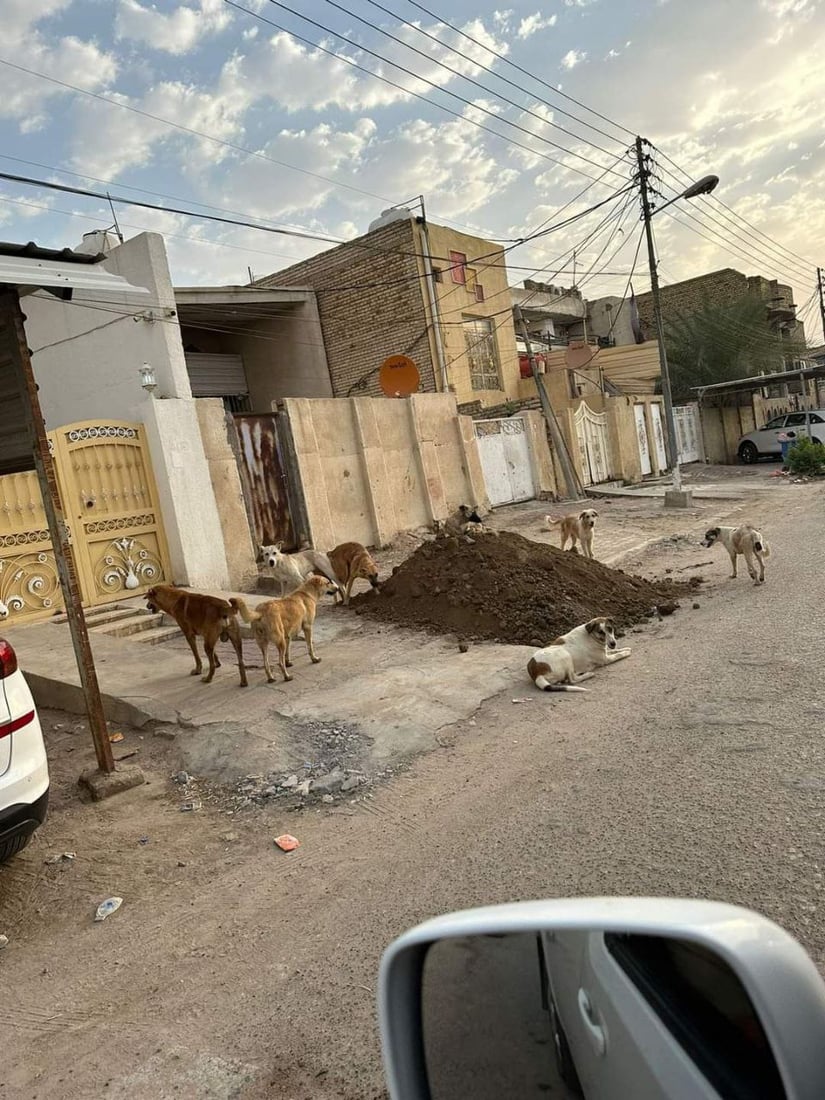 سەگی بێلانە دانیشتووانی خورماتوویان هەراسان کردووە