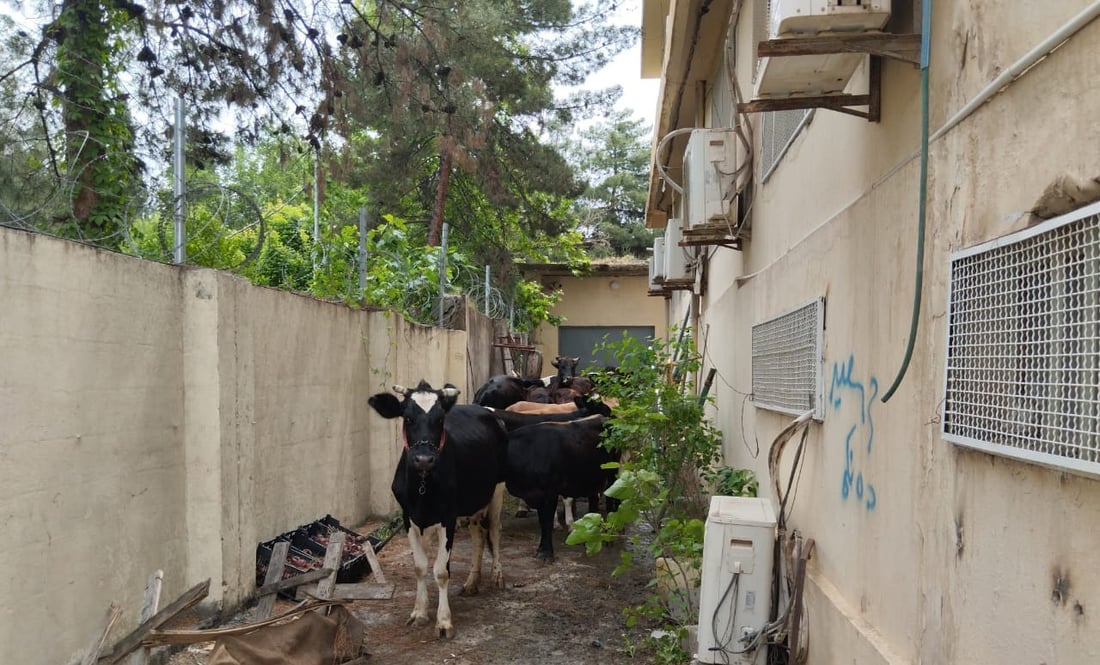 ژماره‌یه‌ك مانگا له‌ناو بازاڕى هه‌ڵه‌بجه‌ ده‌ستبه‌سه‌ركران