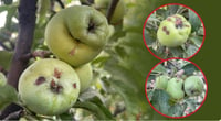 Duhok agriculture addresses apple trees pest infestation