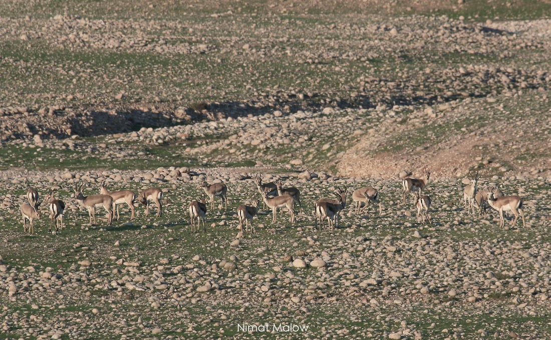 فۆتۆگرافه‌رێك چه‌ند نهێنییه‌كی ئاسكى گه‌رمیان ئاشكرا ده‌كات