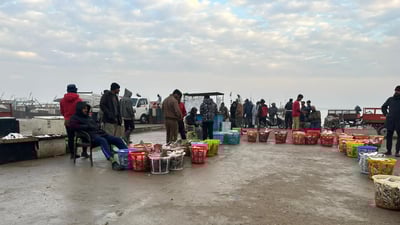 الفاو: سمك وفير في مرسى النقعة.. أسعار المزاد الصباحي ليوم الثلاثاء