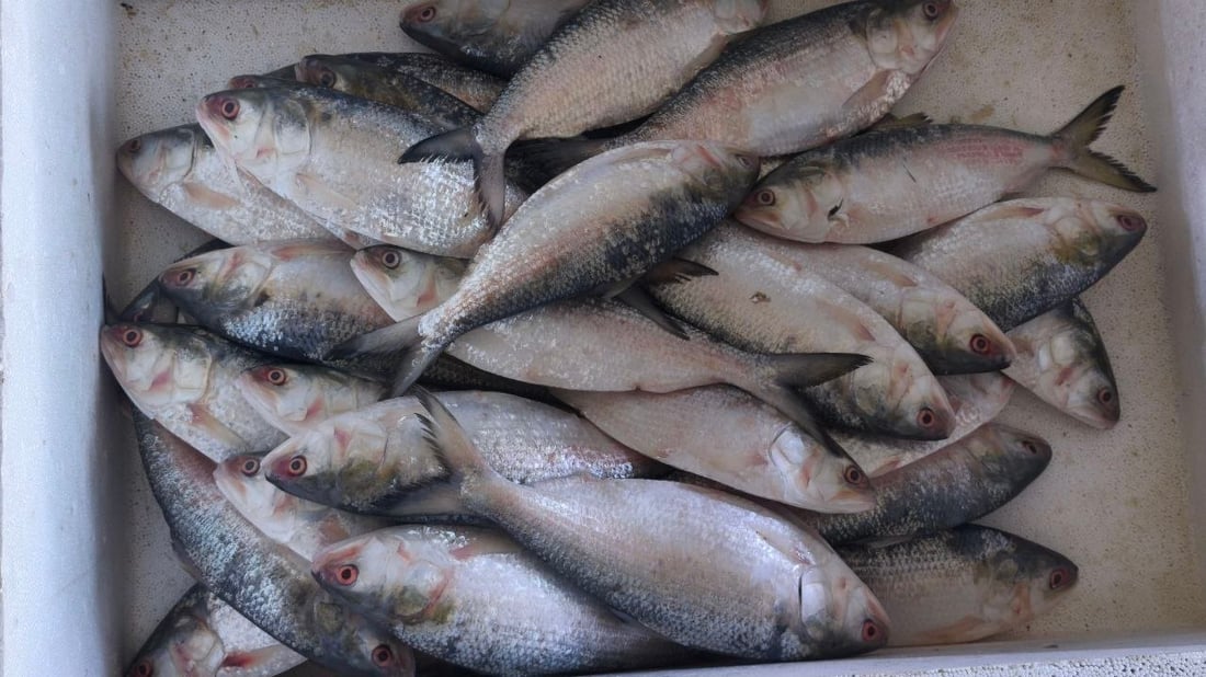 الصبور يشعل مزاد الفاو مبكراً.. الزوج 190 ألف دينار وإن لم يعجبك فالهامور والزبيدي