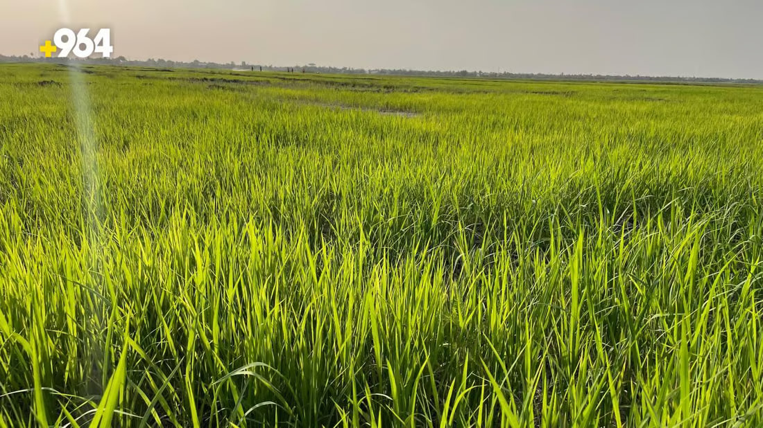 964mediaصورة من منصة (شبكة): 