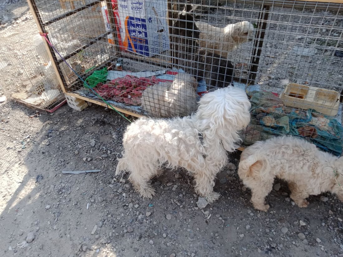 سوق الطيور في بغداد الجديدة.. نسخة من سوق الغزل وينافسه منذ السبعينات