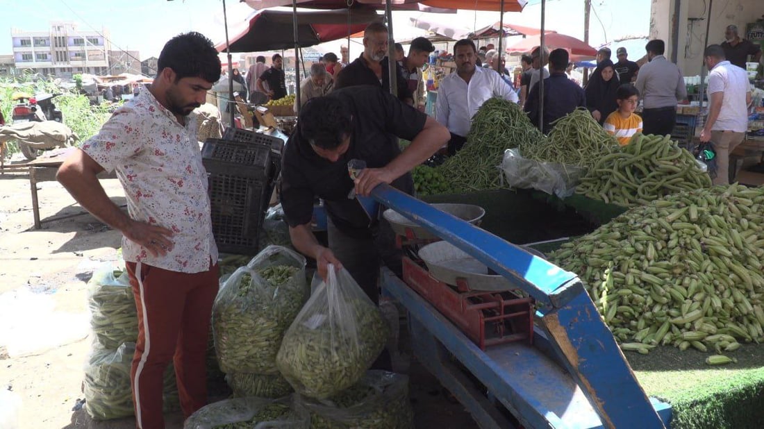صور: سيدات الحلة بدأن تخزين “البامية” والأسعار قفزت إلى الضعف