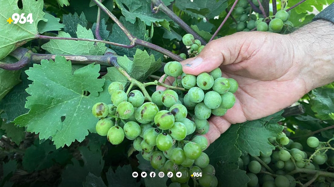 ئەمساڵ بەشێك لە ترێی ئامێدی نەخۆشە