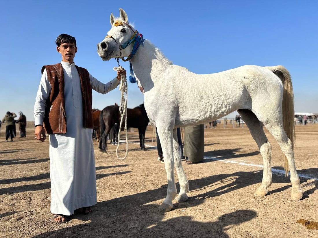 كرد في الديوانية للتنافس في سباق الخيول العربية