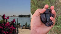 ليس حلماً.. فيديو إلى كل 