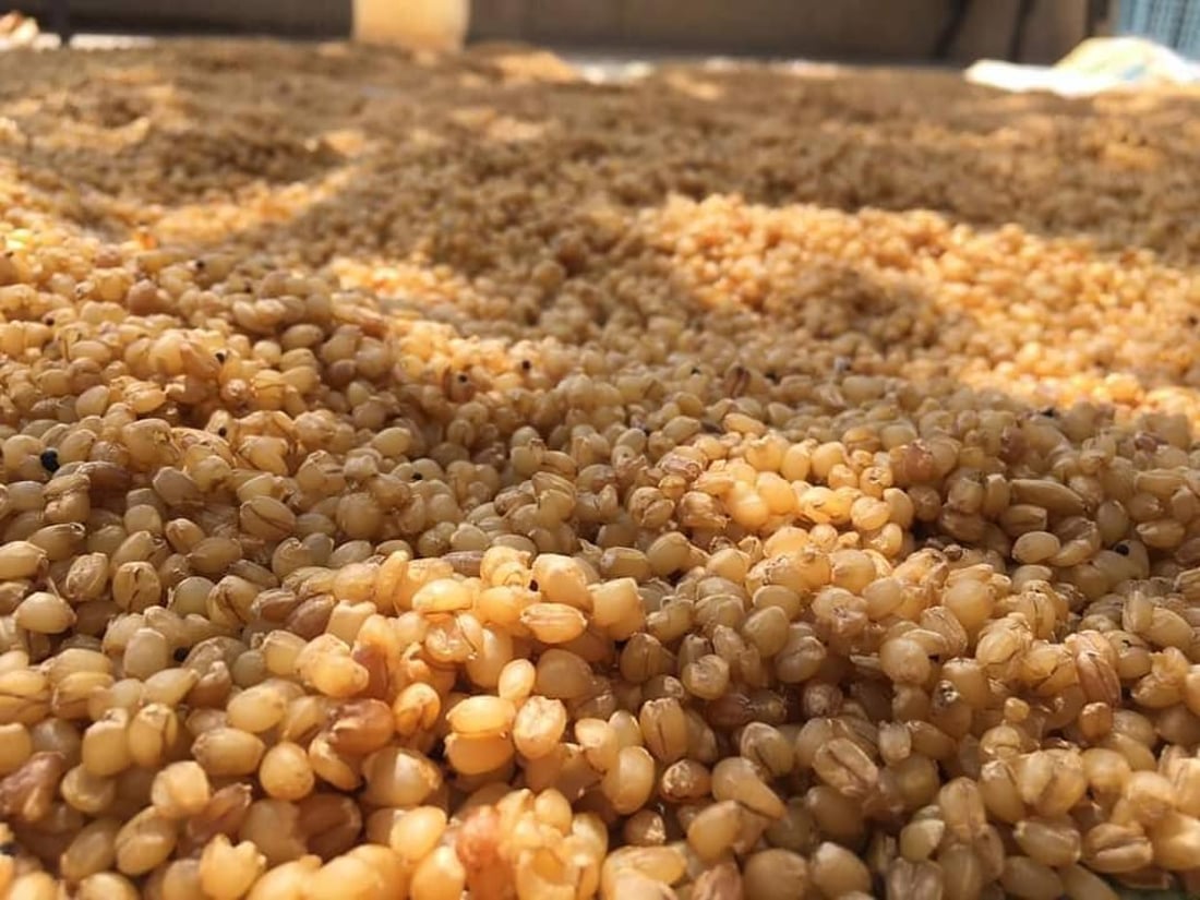 گەنم دوورایەوە و كاتی دانولەیە