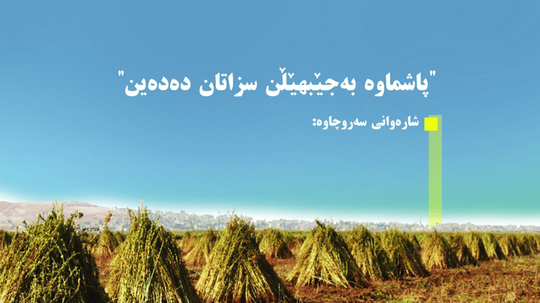 لە سەروچاوە هۆشداری دەدرێتە ئەو جوتیارانەی كونجی بەرهەم دەهێنن