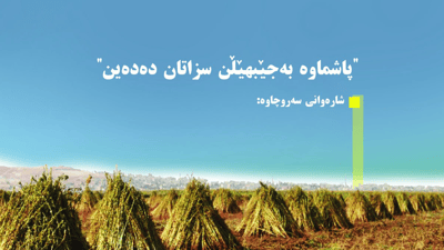 لە سەروچاوە هۆشداری دەدرێتە ئەو جوتیارانەی كونجی بەرهەم دەهێنن